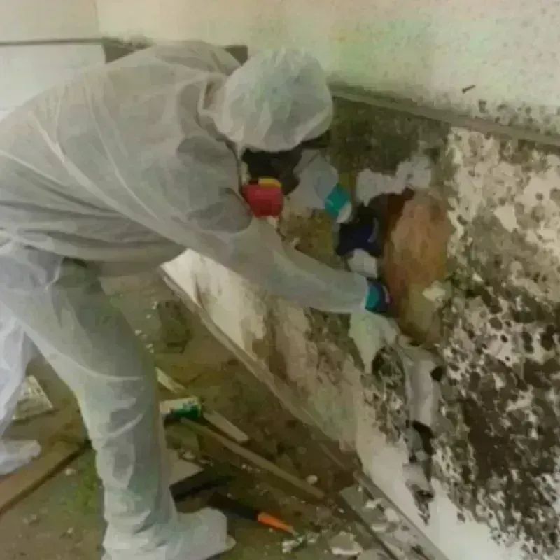 Mold Remediation and Removal in Steger, IL